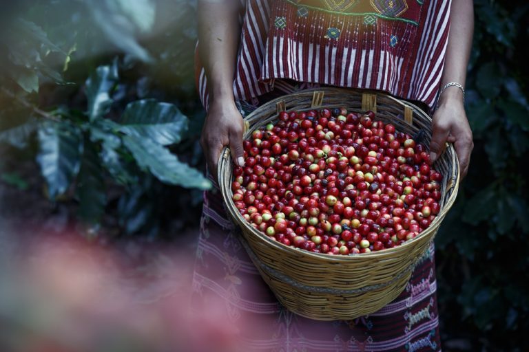 kawa 100 arabica mielona