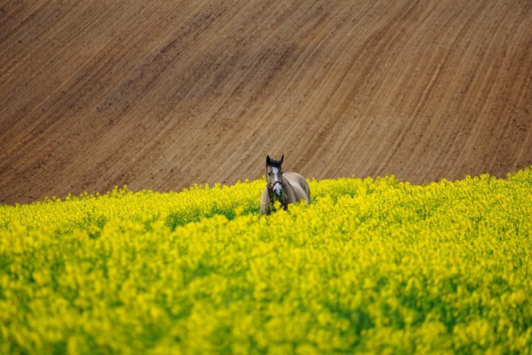Zaczynając hodować urodziwe rośliny, musimy dać możliwość im należyte warunki.